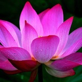 top user avatar